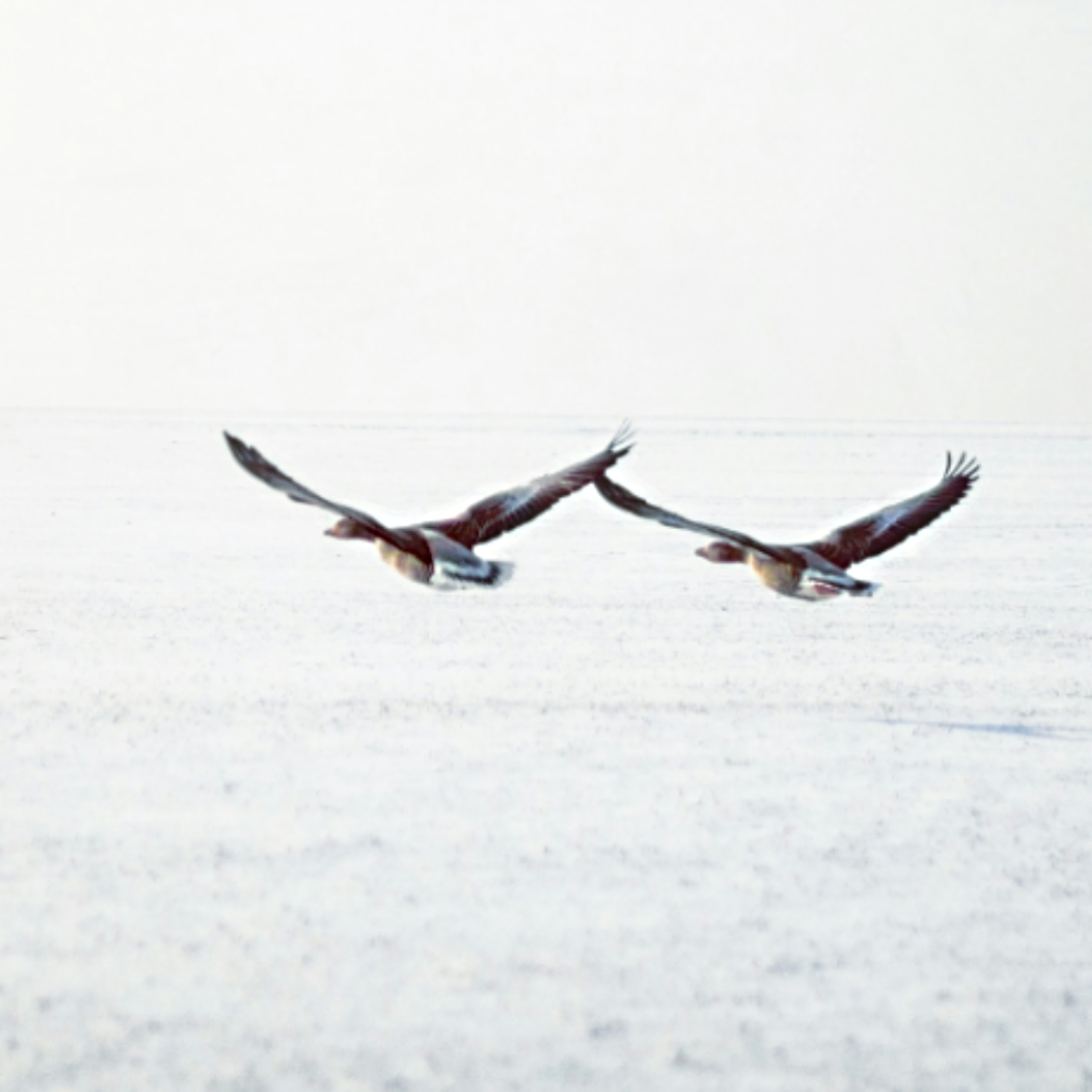 Two flying gooses symbolise partnership